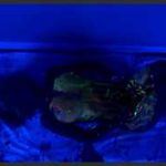 NikkiSims 19 05 04 Black Light Painting Full_68732ff7c4eb4.jpeg